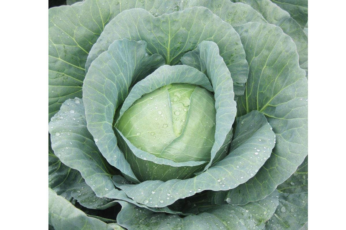 Capture – Organic Cabbage Seed